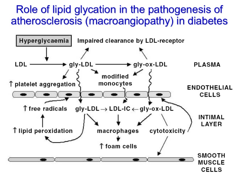 Role of lipid glycation in the pathogenesis of atherosclerosis (macroangiopathy) in diabetes